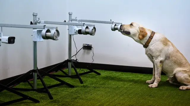 Anjing dilatih mengendus COVID-19 melalui sampel keringat
