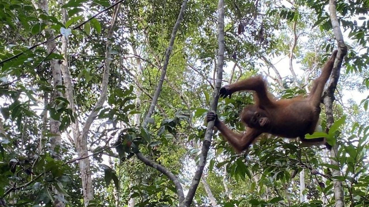 Menjelajahi Habitat dan Tantangan Konservasi Orang Utan Kalimantan di Taman Nasional Tanjung Puting