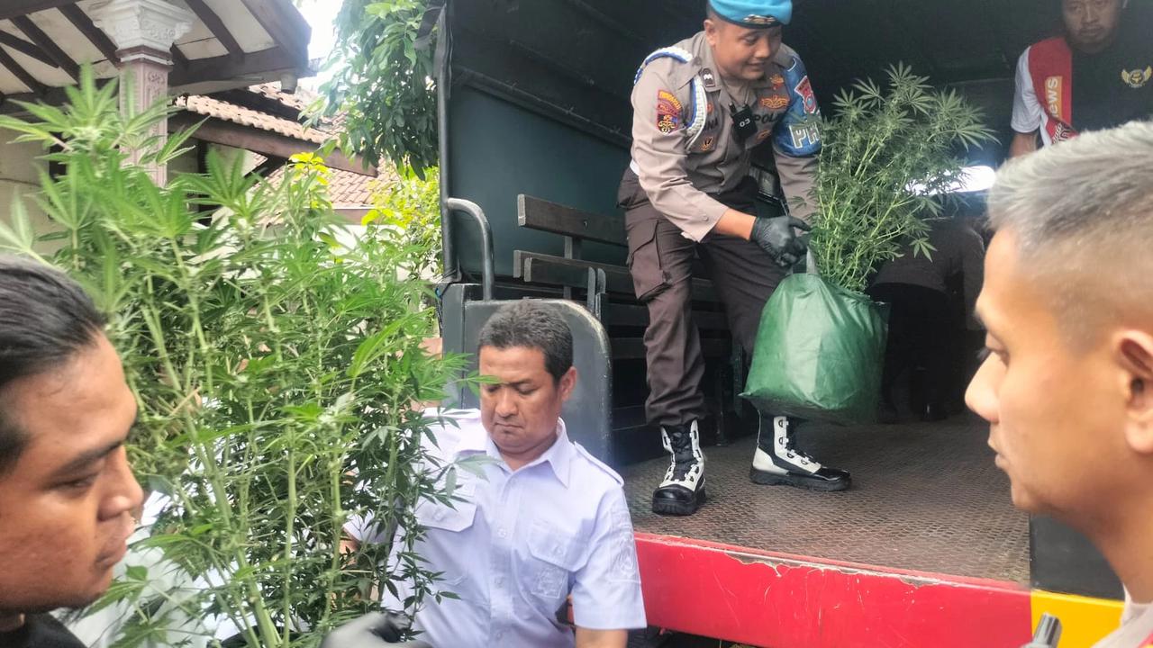 Polisi Gerebek Rumah Kontrakan di Jombang Disulap Jadi Kebun Ganja