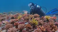 Hasil dari rehabilitasi terumbu karang Taman Wisata Laut Pandanan satu tahun setelah proses transplantasi yang dilakukan oleh PLN Indonesia Power UBP Jeranjang bersama Pokmaswas Pandanan dan Balai Pengelolaan Sumber Daya Pesisir dan Laut (BPSPL) di Wilayah Pesisir Lombok.