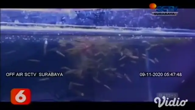 Ikan gabus bagi sebagian orang dianggap sebagai ikan predator, yang hidup di rawa-rawa dan diburu untuk dikonsumsi atau sebagai obat. Namun berbeda dengan ikan gabus hias atau biasa disebut ikan channa.