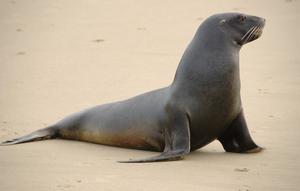 (Sumber: Dictio Community)