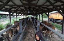 Karantina Bali Tingkatkan Kewaspadaan, Ingatkan Bahaya Risiko Penyakit Sapi Akibat Dokumen Palsu