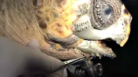 Seekor kura-kura kembali mendapatkan paruhnya setelah mengalami kecelakaan. 