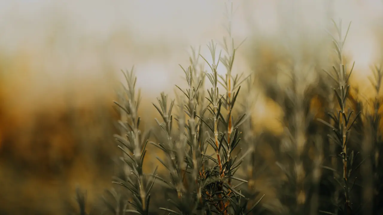 Rosemary