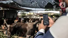 Azmi berbincang dengan calon konsumen melalui panggilan video di Peternakan Yuk Qurban, Depok, Rabu (22/7/2020). Pemilik peternakan Yuk Qurban itu menggunakan website dan aplikasi media sosial dalam memasarkan hewan kurban untuk memudahkan konsumen di tengah pandemi. (merdeka.com/Iqbal Nugroho)
