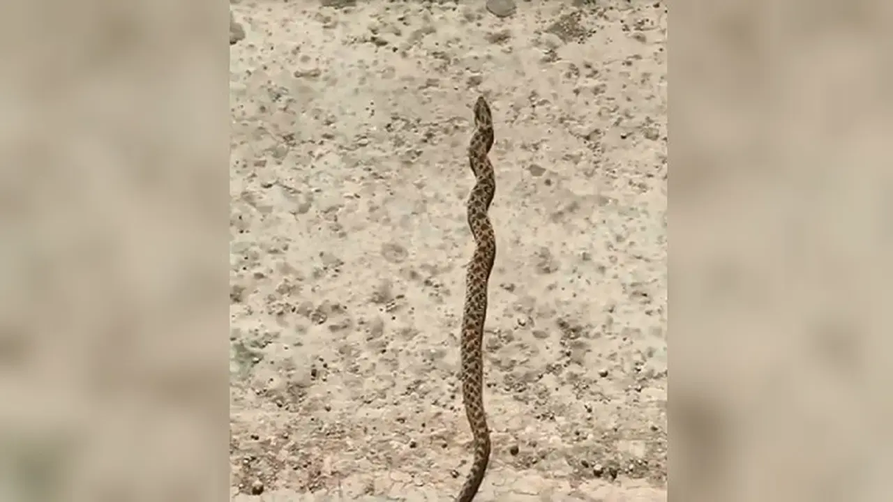 Ular jenis Plains Hognose secara kebetulan tertangkap joget setelah mendengar lagu Proud Marry (Capture/Zach Wood)