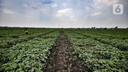 Petani melakukan perawatan tanaman blewah di Kabupaten Bekasi, Jawa Barat, Kamis (15/4/2021). Syafrudin (70) salah satu petani mengungkapkan hasil panen dari lahan seluas 1 hektare mampu menghasil 14 ton blewah. (merdeka.com/Iqbal S. Nugroho)