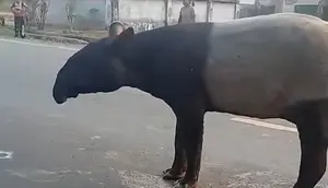 BKSDA Ungkap Alasan Tapir Muncul di Jalan Mesuji