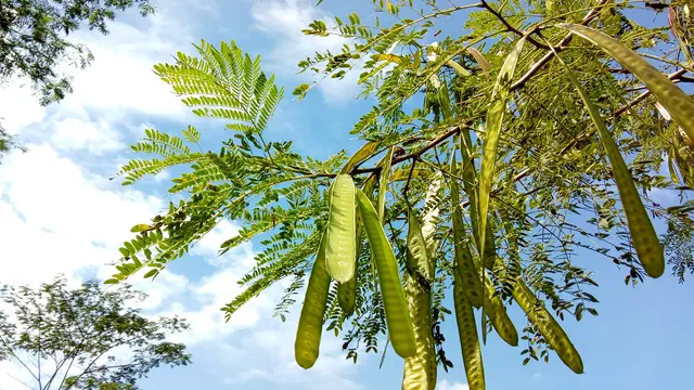 Pohon Lamtoro