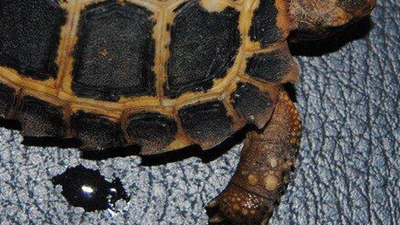 2. Kura-kura Forsteni (Indotestudo forsteni)