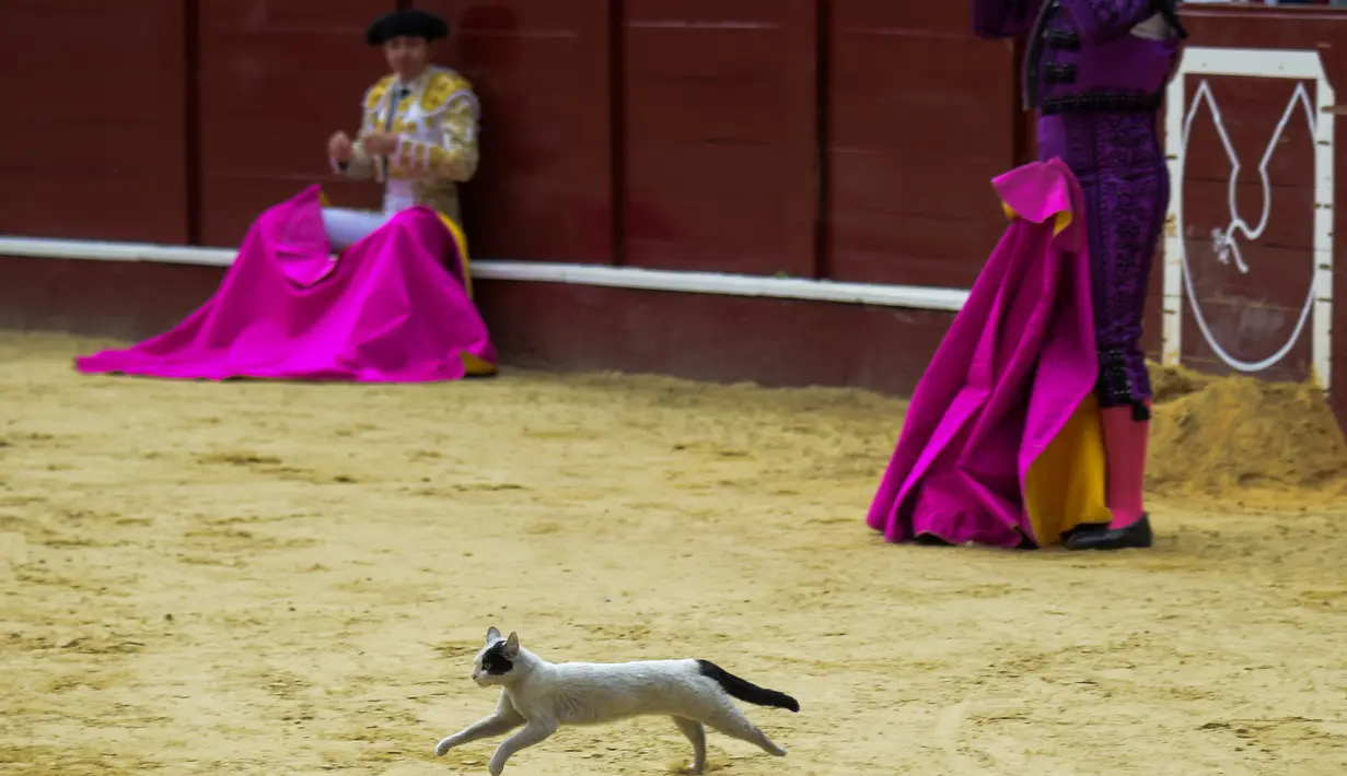 Seekor kucing terlihat berlari saat berlangsungnya adu banteng di arena laga banteng La Santamaria, Bogota, Kolombia, 28 Januari 2018. (AFP PHOTO / Raul Arboleda)