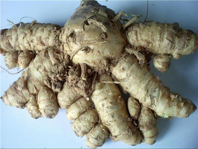 Temulawak Obat Kuat Kesukaan Jokowi Health Liputan6 Com