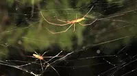 Laba-laba beda jenis yang membuat 'rambut malaikat' atau jaring di Dallas Rowlett,Texas, AS. (Mike Merchant/Texas A & M AgriLife Extension Service)