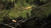 Fenomena 'Rambut Malaikat' Gegerkan Texas