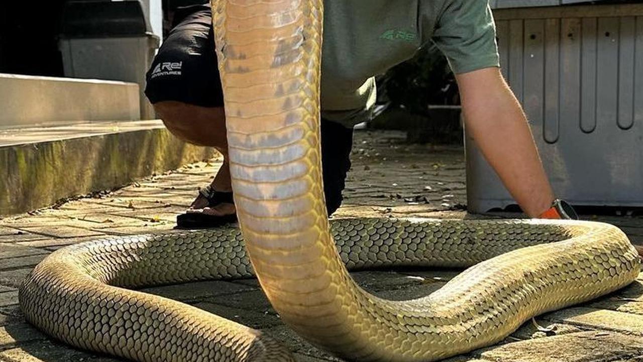5 Orang Asia yang Mengaku Tahan Bisa Ular, Termasuk Panji Petualang