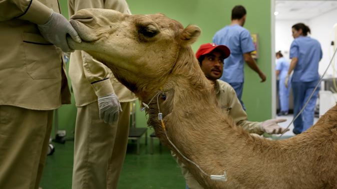 Seekor unta menunggu untuk mendapatkan perawatan di rumah sakit khusus unta di Dubai, Uni Emirat Arab. Rumah sakit unta pertama di dunia ini diharapkan bisa membantu dunia medis untuk mengungkap rahasia dari hewan berpunuk tersebut. (PATRICK BAZ/DUBAI MEDIA OFFICE/AFP)