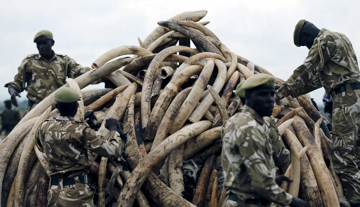 Petugas menumpuk gading gajah yang siap dibakar di Nairobi National Park, Kenya, (20/4). Sebanyak 105 ton gading gajah berhasil diamankan petugas Kenya Wildlife Service (KWS). (REUTERS / Thomas Mukoya) 