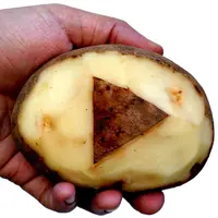 Kamu takut sama gelap tapi ternyata rumahmu kena pemadaman listrik bergilir? Gak usah panik. Yuk, nyalakan lampu dengan kentang! Emang bisa?