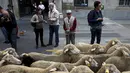Warga mengambil gambar kawanan domba saat parade tahunan di Madrid, Spanyol Minggu (25/10). Setiap tahunnya, para penggembala dan sekitar 2000 domba berdemonstrasi menentang perluasan wilayah perkotaan dan praktik pertanian modern. (REUTERS/Sergio Perez)