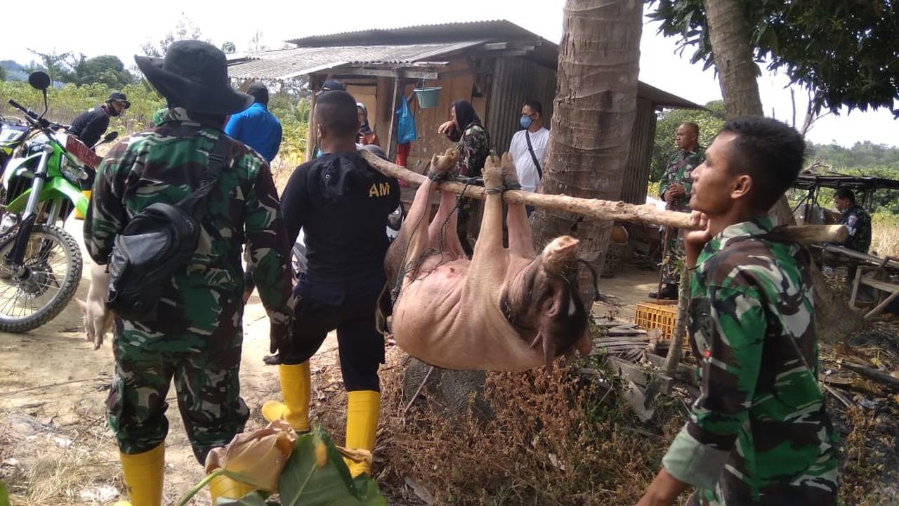 Tim gabungan melakukan operasi pembersihan peternakan babi di kawasan Bandara Hang Nadim, Batam. (Foto: Liputan6.com/Ajang Nurdin)