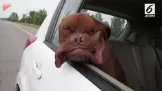 Dengan menjulurkan kepala ke luar jendela dan membiarkan wajahnya terhempas angin, wajah anjing ini menuai gelak tawa.