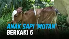 HEBOH ANAK SAPI LAHIR BERKAKI 6