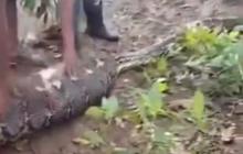 Ngeri, Penampakan Perut Besar Ular Piton 8 Meter Telan Hidup-Hidup Seorang Kakek di Buton Selatan