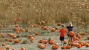 Seorang wanita membawa labu untuk merayakan hari Halloween di ladang Rock Creek Farm di Broomfield, Colorado, (27/10). Hari Halloween dirayakan setiap tahun pada tanggal 31 Oktober. (REUTERS/Rick Wilking)
