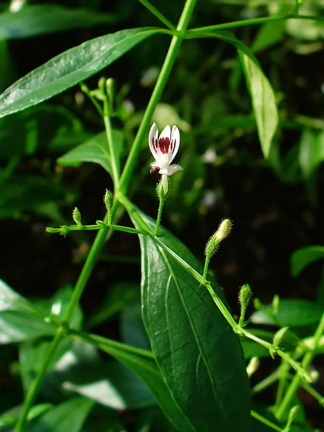 Daun Sambiloto