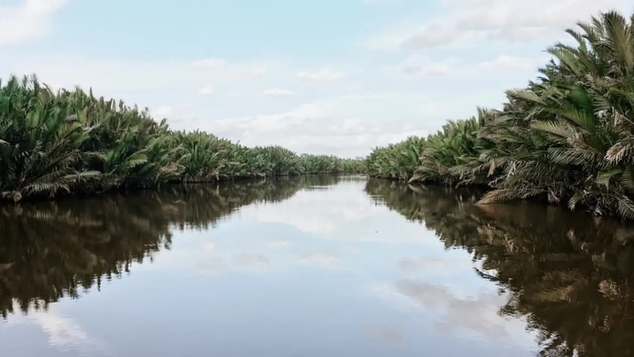 Ilustrasi Kalimantan