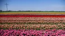Pandangan udara terlihat ladang bunga tulip saat matahari bersinar di Korschenbroich, Jerman Barat (18/4). Negeri Belanda terkenal sebagai negeri bunga tulip. Tulip juga merupakan bunga nasional Iran dan Turki. (AFP Photo/Ina Fassbender)