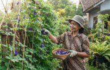 5 Cara Menanam Bunga Telang di Pagar dengan Rambatan dari Tali, Estetik dan Fungsional