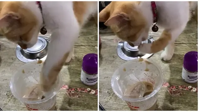 6 Aksi Kocak Kucing Minum Kopi Ini Bikin Gemas, Penasaran dengan Rasanya
