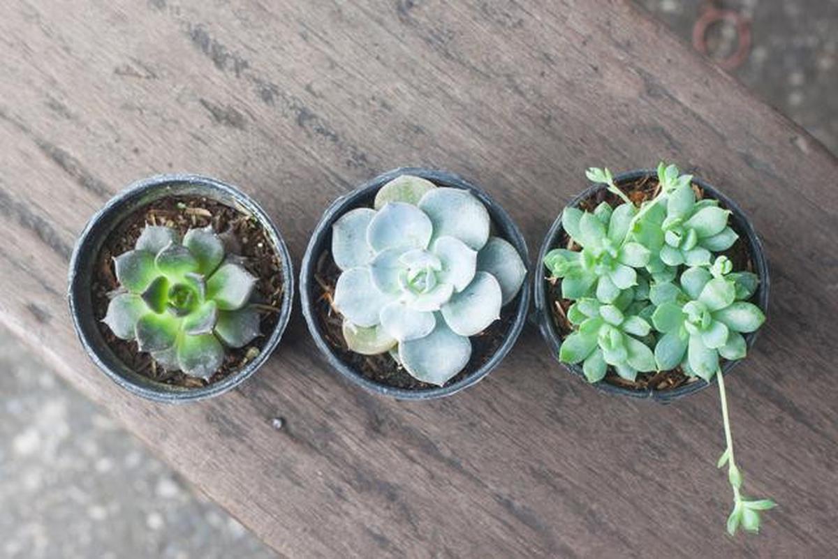 10 Pilihan Tanaman Mini Terbaik untuk Percantik Rumah Minimalis Anda