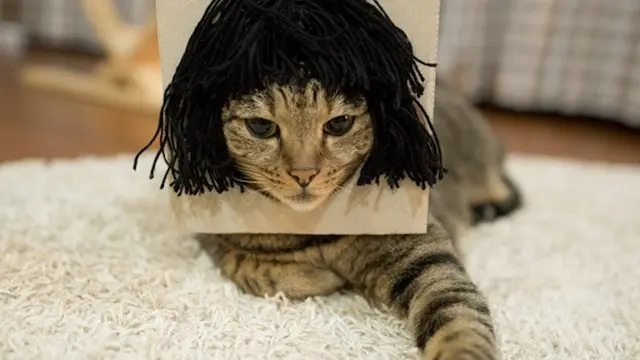 Potret Kucing saat Memakai Wig ini sukses Bikin Gemes