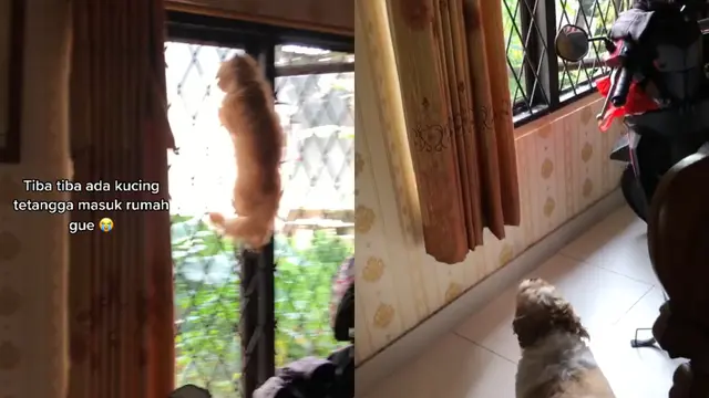 Kucing dan Anjing