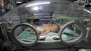 Kondisi bayi kembar siam yang tengah berjuang hidup di inkubator sehari setelah mereka lahir di RS Al Shifa, Kota Gaza, Rabu (23/11). Saat ini, belum jelas jenis kelamin dari bayi dengan hanya satu badan dan dua kepala itu. (REUTERS/Ibraheem Abu Mustafa)