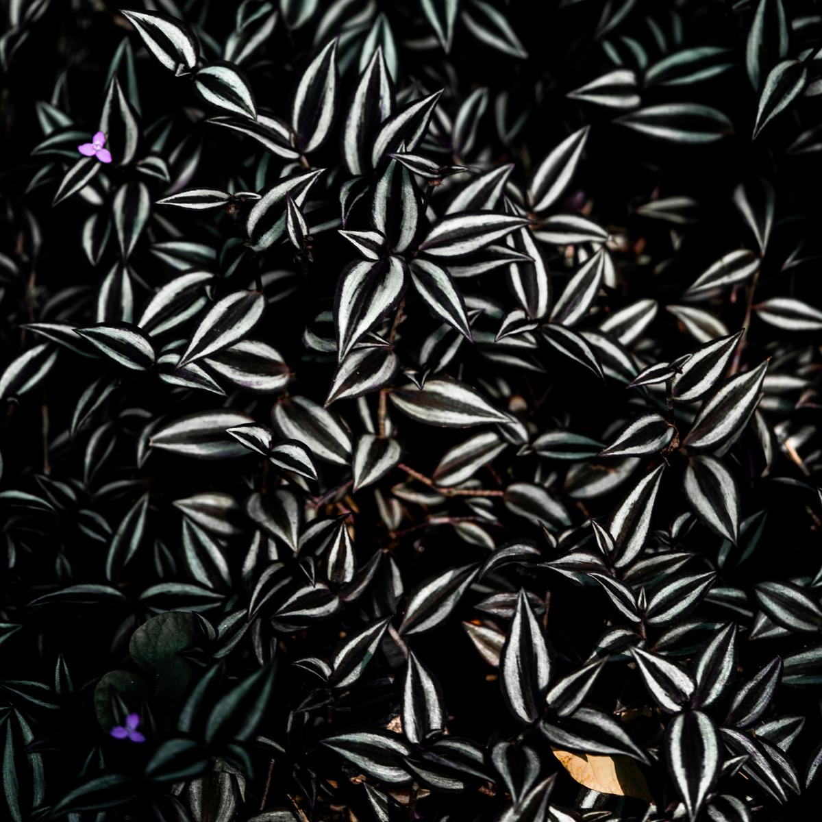 Ilustrasi Zebrina Pendula