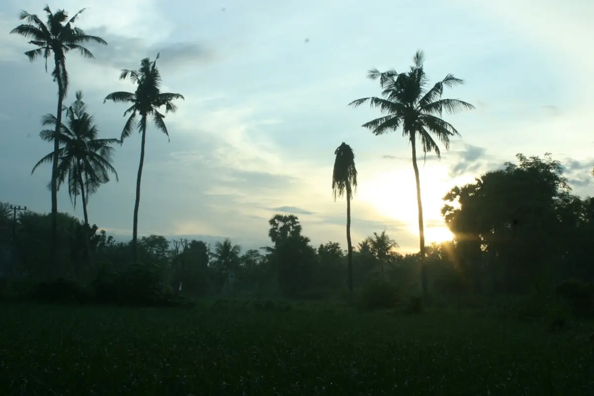 Menyesap Kopi Pagi dari Tengah Hamparan Hijau Sawah
