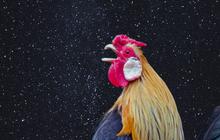 Penjelasan Sains di Balik Berkokoknya Ayam di Malam Hari
