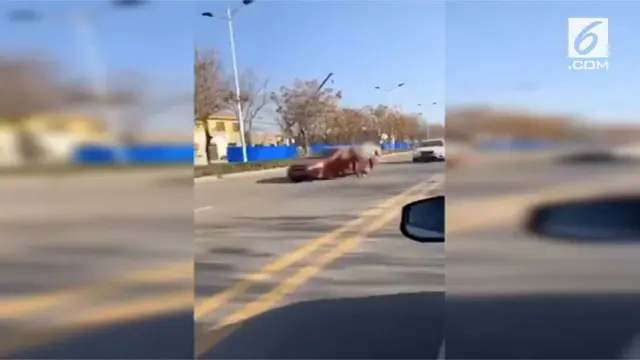 Detik-detik seekor kuda pelari bertabrakan dengan mobil BMW di China. Diduga kuda melarikan diri dari peternakan.