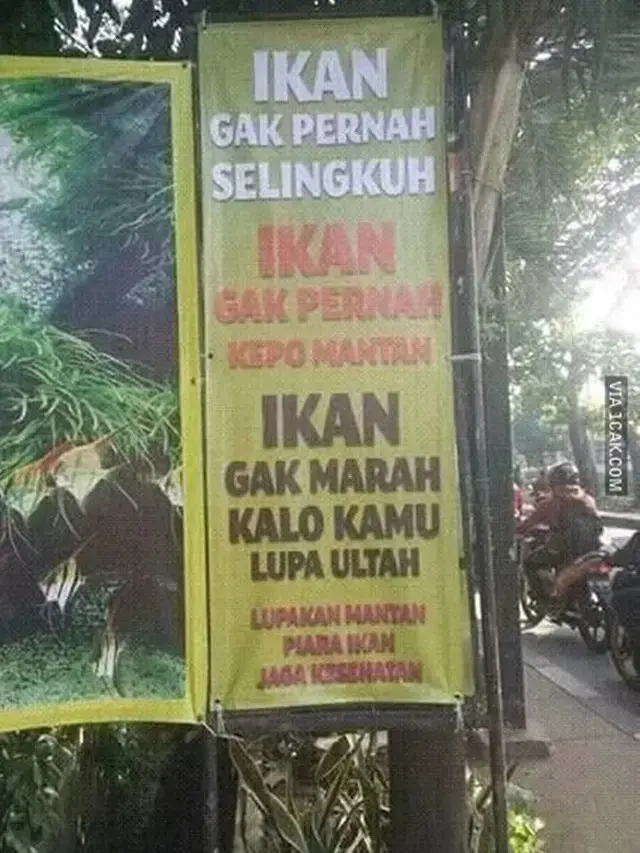 6 Cara Kreatif Jualan Ikan Cupang Ini Bikin Pembeli Kaget