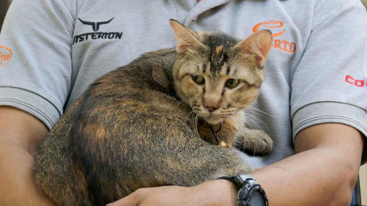 Suku Dinas Ketahanan Pangan, Kelautan, dan Perikanan (Sudin KPKP) Kota Administrasi Jakarta Selatan menggelar vaksinasi rabies gratis di Taman Perdapa, Tebet, Jakarta Selatan, Selasa (26/9/2023).<br>