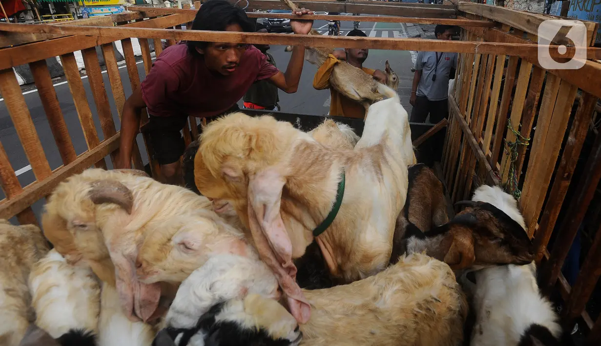 Pedagang bersiap mengantarkan kambing kurban kepada konsumen di kawasan Tanah Abang, Jakarta Pusat, Minggu (16/6/2024). (merdeka.com/Arie Basuki)