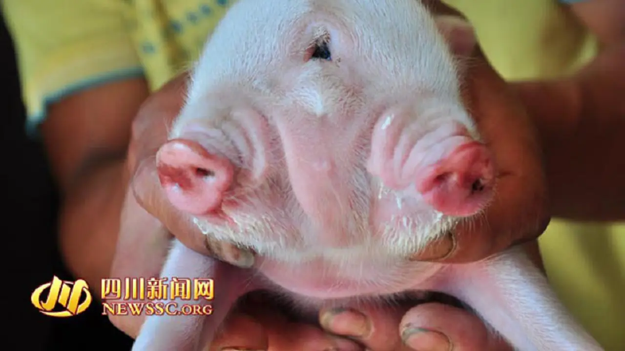 Anak Babi dengan Dua Kepala dan Tiga Mata Gegerkan China