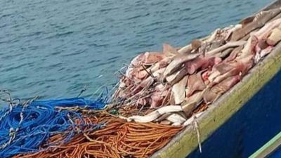 Berau Perkuat Koordinasi Tekan Eksploitasi Hiu Ilegal di Kawasan Konservasi