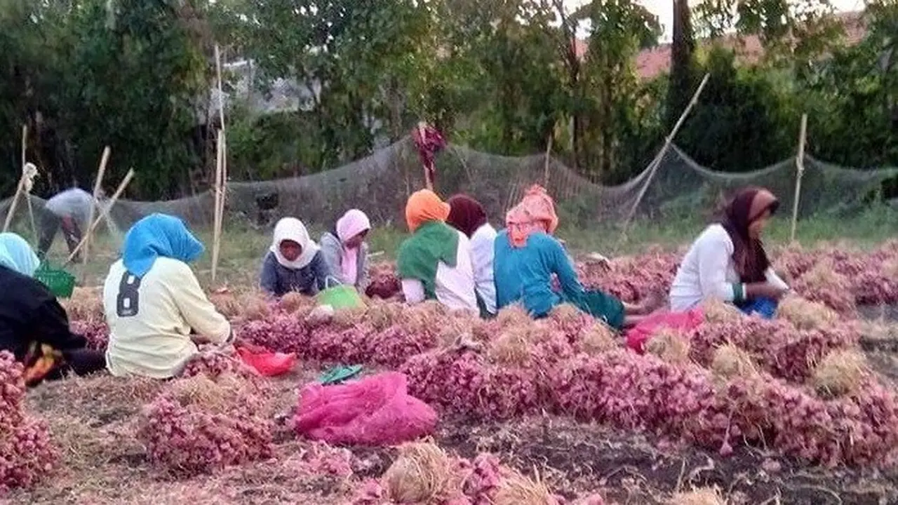Harga Bawang Anjlok