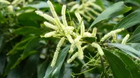 Aroma Normal Sperma itu Seperti Bunga Akasia