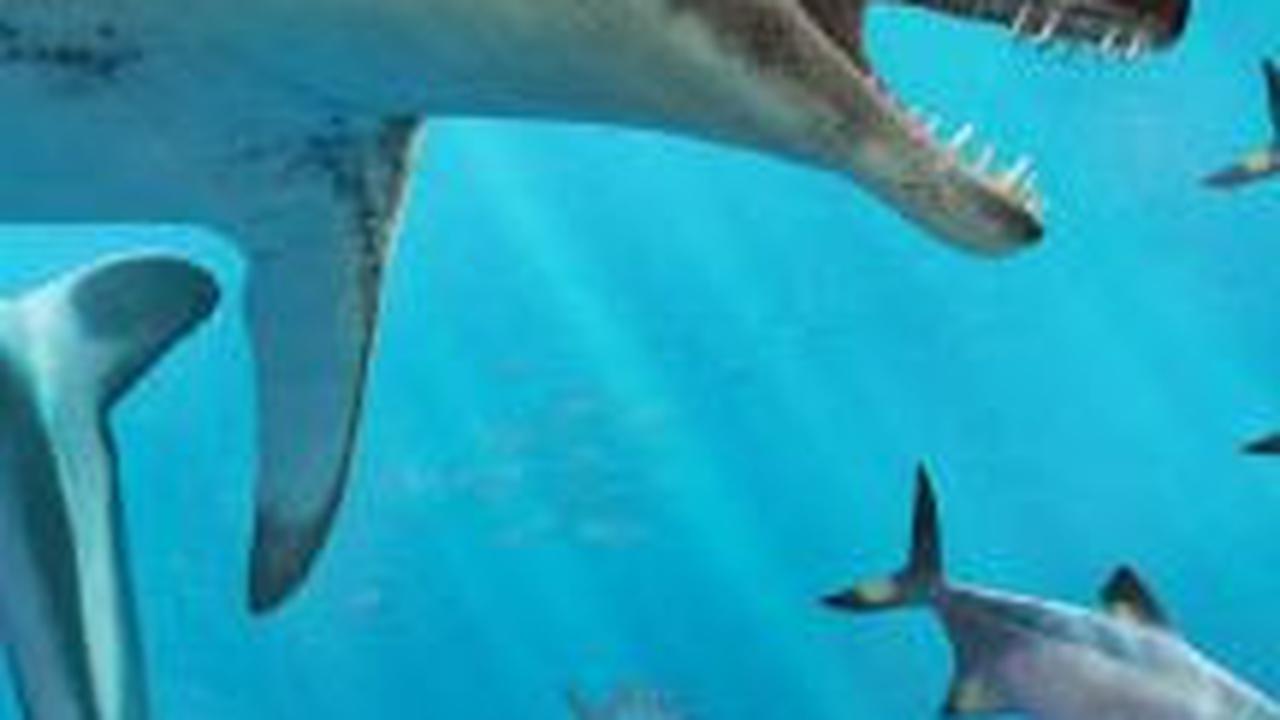 Ciri Fisik Mosasaurus